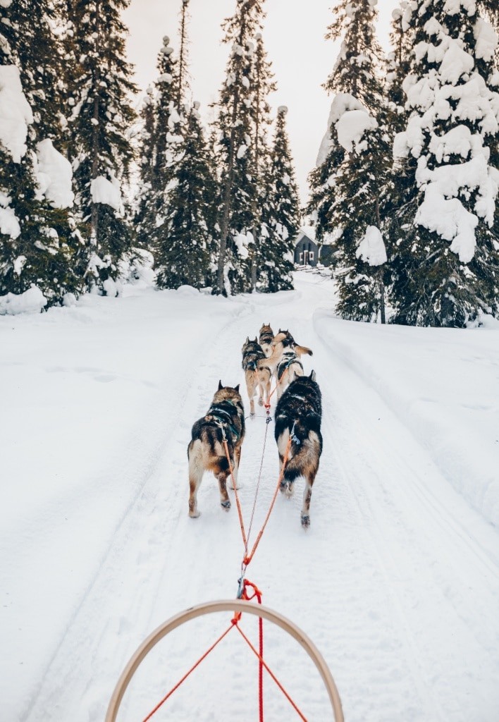 Riding husky dogs sledge in snow winter forest in Finland, Lapland