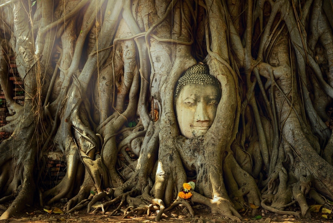 Amazing sand stone buddha head in tree root in Mahathat temple, Ayutthaya, Thailand, UNESCO,Thailand temple