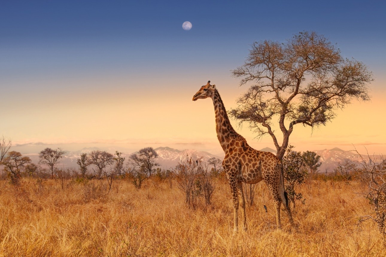 Giraffe at dawn in Kruger park South Africa